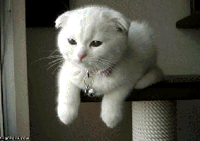 Cute Cat