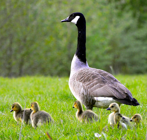 THANK MR GOOSE