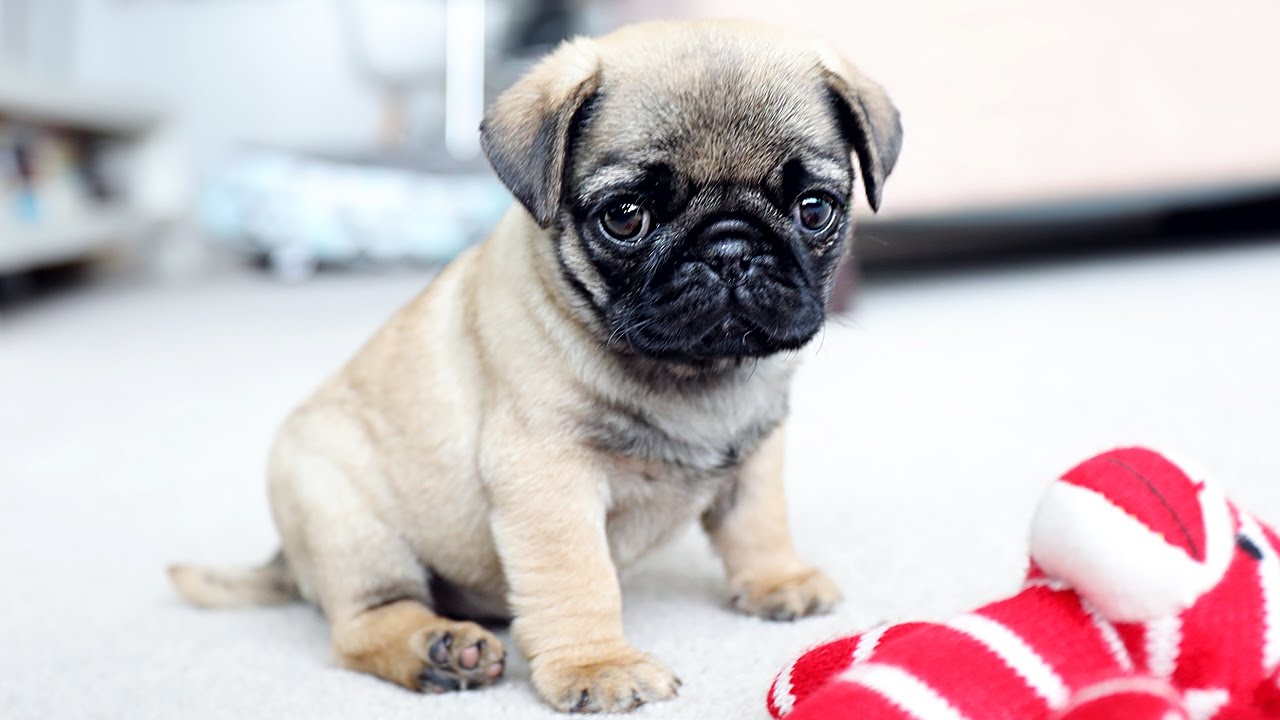 cute pug